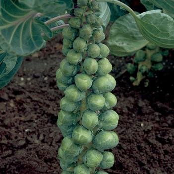 Brassica oleracea 'Confidant' 