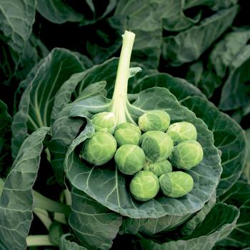 Brassica oleracea 'Gustus' 