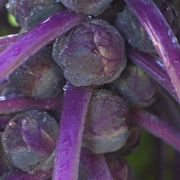 Brassica oleracea 'Redarling'