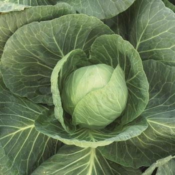 Brassica 'Kilagreg' 