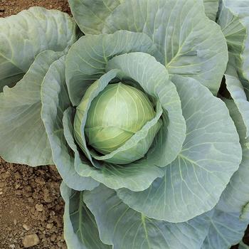 Brassica 'Pennant' 