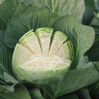 Brassica 'Zenon' 