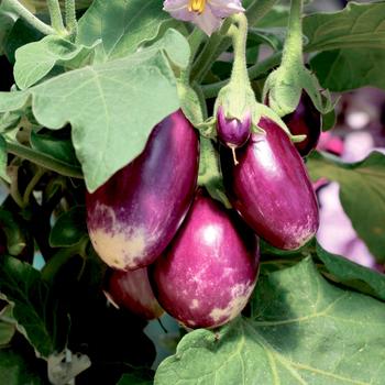 Solanum melongena 'Amethyst'