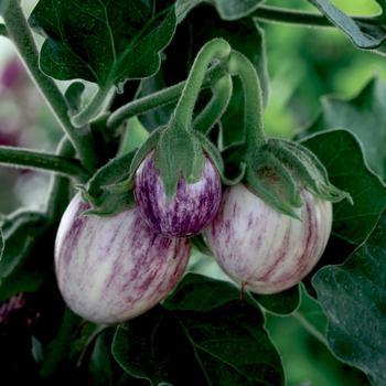 Solanum melongena 'Pinstripe' 