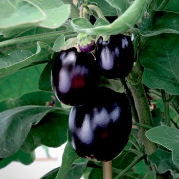 Solanum melongena 'Pot Black' 