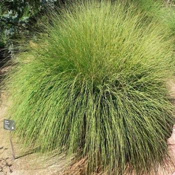 Muhlenbergia rigida