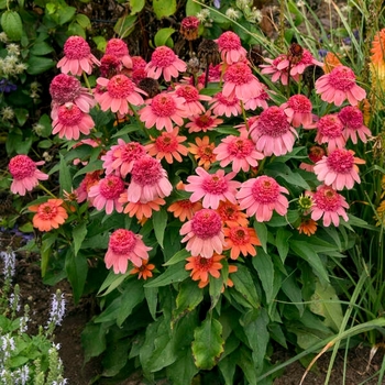 Echinacea 'Rainbow Sherbet' 