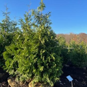 Thuja plicata x standishii 'BFC68' 
