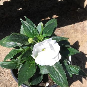 Impatiens walleriana 'Double White' 