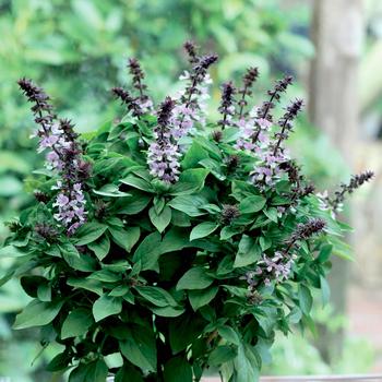 Ocimum basilicum 'Floral Spires Lavender'