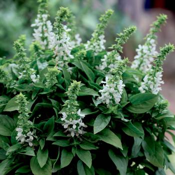 Ocimum basilicum 'Floral Spires White' 