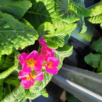 Primula malacoides