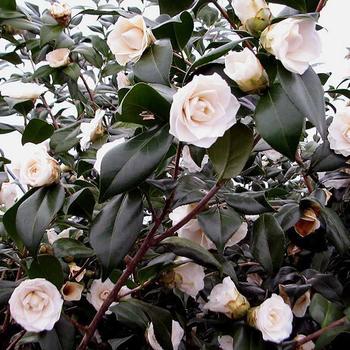 Camellia japonica 'Sea Foam' 