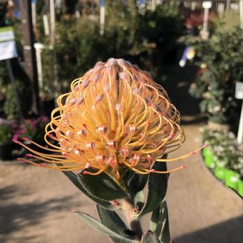 Leucospermum 'Spider Hybrid' 