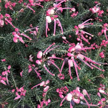 Grevillea lanigera 'Coastal Gem' 