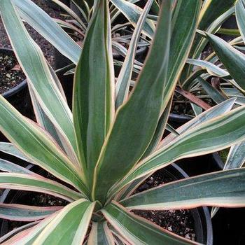 Yucca gloriosa 'Tri-Color' 