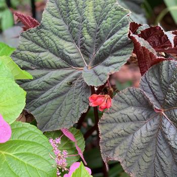 Begonia Lunar Lights™ 'Dark Side of the Moon'