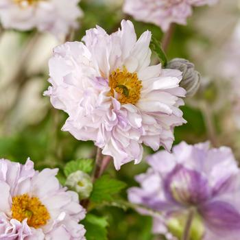 Anemone 'Frilly Knickers™' 