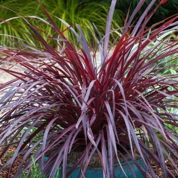 Cordyline 'JURred' PP14224