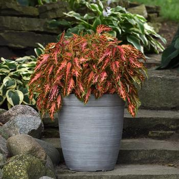 Coleus scutellarioides 'Coral Candy'