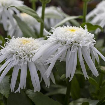 Leucanthemum x superbum 'Carpet Angel®' 