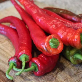 Capsicum annuum 'Wildcat'