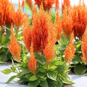 Celosia plumosa 'Flamma Orange' 