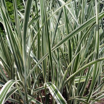 Miscanthus sinensis 'Variegatus' 