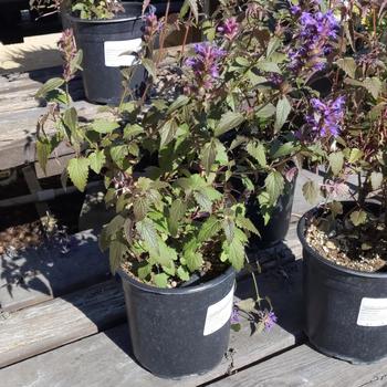 Agastache 'Purple Haze' 