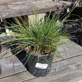 Pennisetum spathiolatum