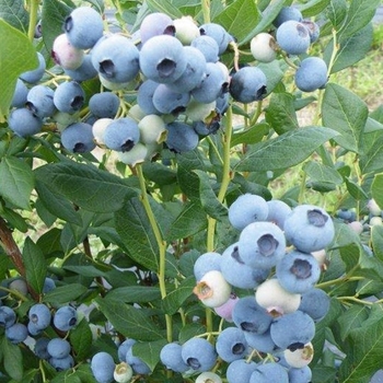 Vaccinium corymbosum 'Elizabeth' 