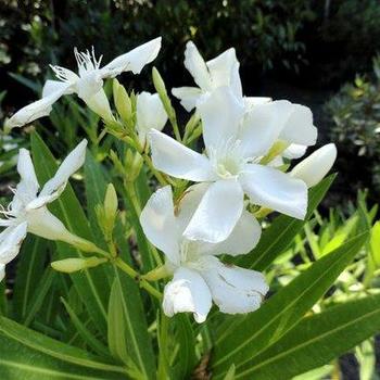 Nerium oleander 'Hardy White' 