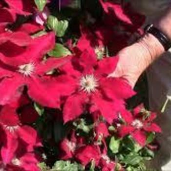 Clematis 'Evipo016' 