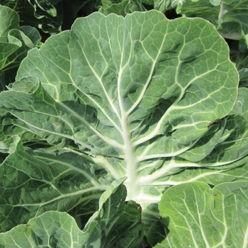 Brassica oleracea 'Beira' 