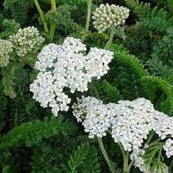 Achillea millefolium 'Sonoma Coast' 