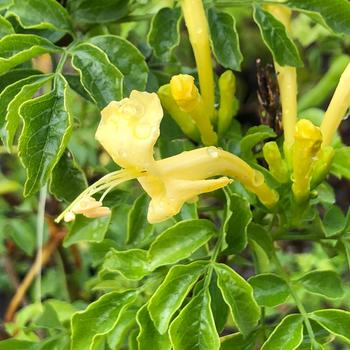 Tecomaria capensis 'Aurea' 