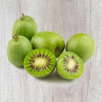 Actinidia chinensis 'Vincent' 