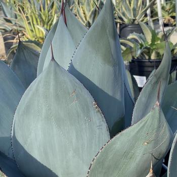 Agave celsii 'Nova' 