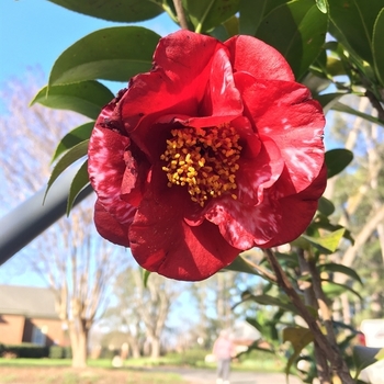 Camellia japonica 'Candy Apple Variegated' 