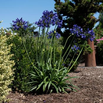 Agapanthus praecox Straight A™ 'Blue Flare'