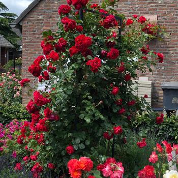 Rosa Arborose® 'Florentina™'