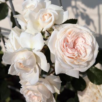 Rosa Arborose® 'Honeymoon™'