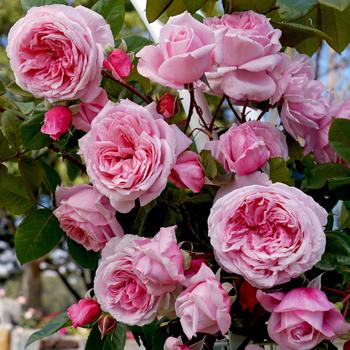 Rosa Arborose® 'Kiss Me Kate™'