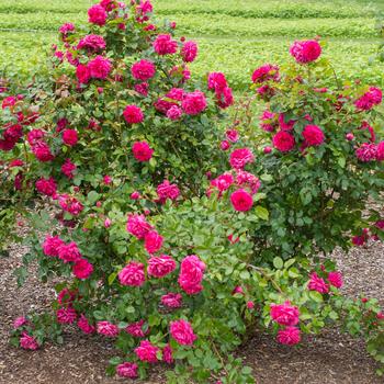 Rosa Arborose® 'Laguna™'