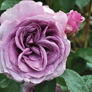 Rosa 'KORpucoblu' PP27893