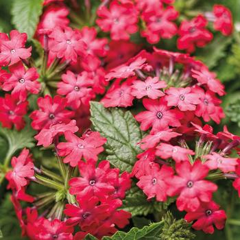 Verbena Superbena® 'Royale® Iced Cherry'