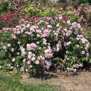 Rosa 'Meifranjin' PP33507, CPBRAF