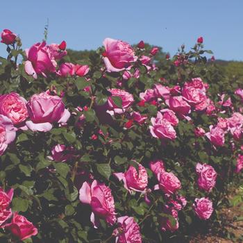 Rosa 'Meiclusif' 