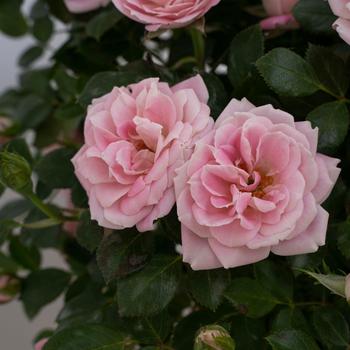 Rosa Sunblaze® 'Pink'