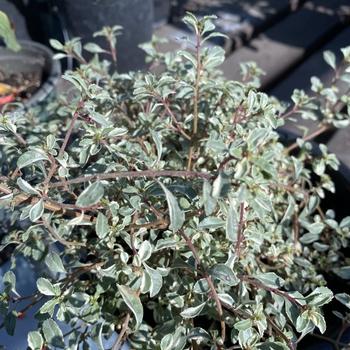 Fuchsia thymifolia 'Variegata' 